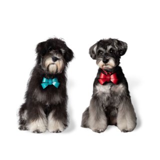 mmsu-ha RIBBON RIBBONコレクション