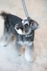 画像7: ロゴ25 カラー/グレー【クロスオーダー】 (7)