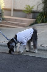 画像7: ロゴ25 リード/グレー【クロスオーダー】 (7)