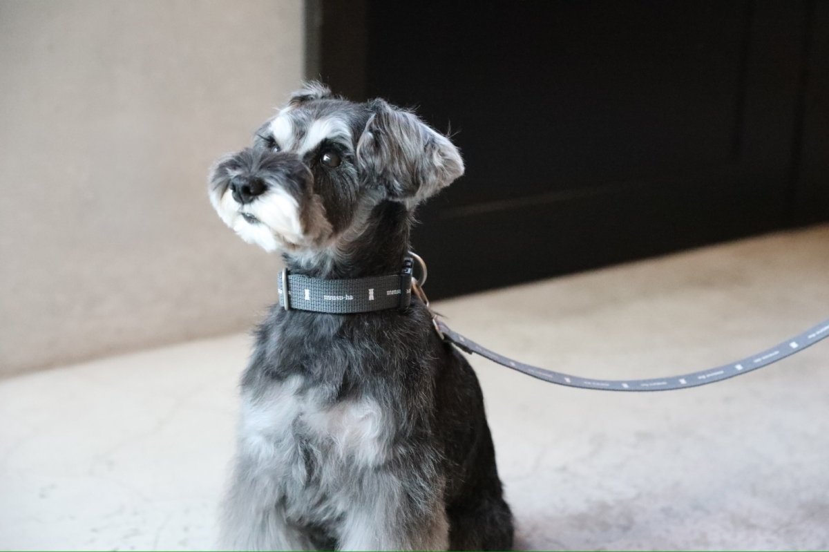 画像6: ロゴ25 リード/グレー【クロスオーダー】 (6)