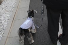 画像6: ロゴ25 ショルダーリード/グレー【クロスオーダー】 (6)