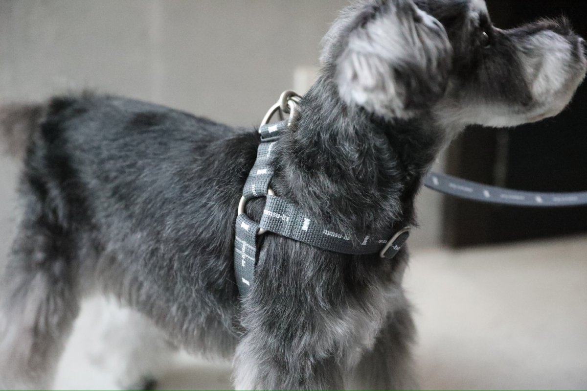 画像7: ロゴ25 ハーネス/グレー【クロスオーダー】 (7)