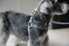 画像7: ロゴ25 ハーネス/グレー【クロスオーダー】 (7)