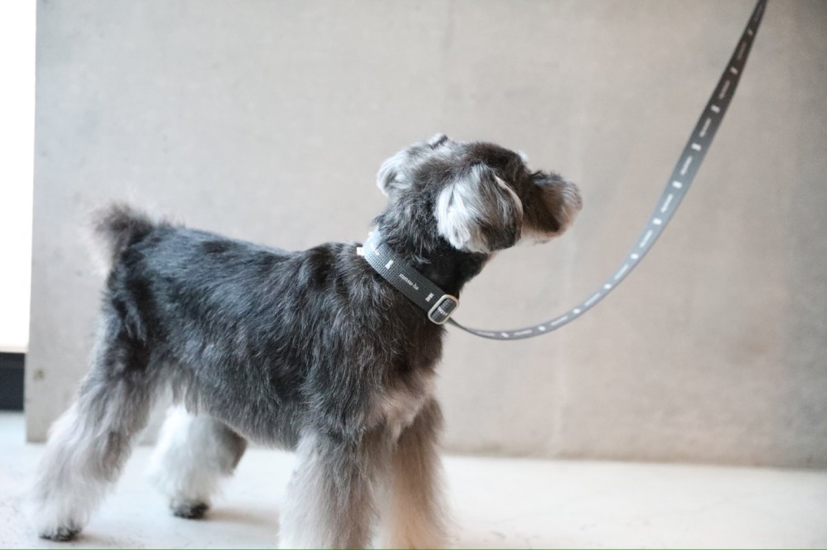 画像4: ロゴ25 カラー/グレー【クロスオーダー】 (4)