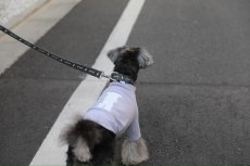 画像8: ロゴ25 カラー/グレー【クロスオーダー】 (8)