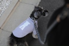ミニチュアシュナウザー着用【dog】su-ha kun ハイネックTシャツ【ライトグレー】【mmsu-ha】