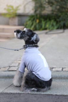ミニチュアシュナウザー着用【dog】su-ha kun ハイネックTシャツ【ライトグレー】【mmsu-ha】