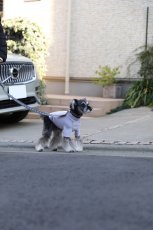 画像8: 【dog】su-ha kun  ハイネックTシャツ【ライトグレー】 (8)