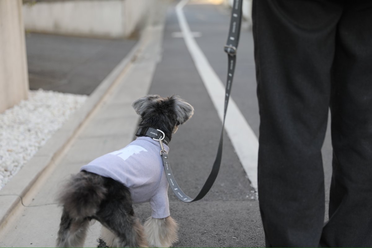ミニチュアシュナウザー着用【dog】su-ha kun ハイネックTシャツ【ライトグレー】【mmsu-ha】