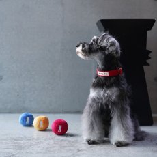 ミニチュアシュナウザーにオススメ/mmsu-ha TAG25COLLAR/タグニジュウゴカラー/犬用首輪