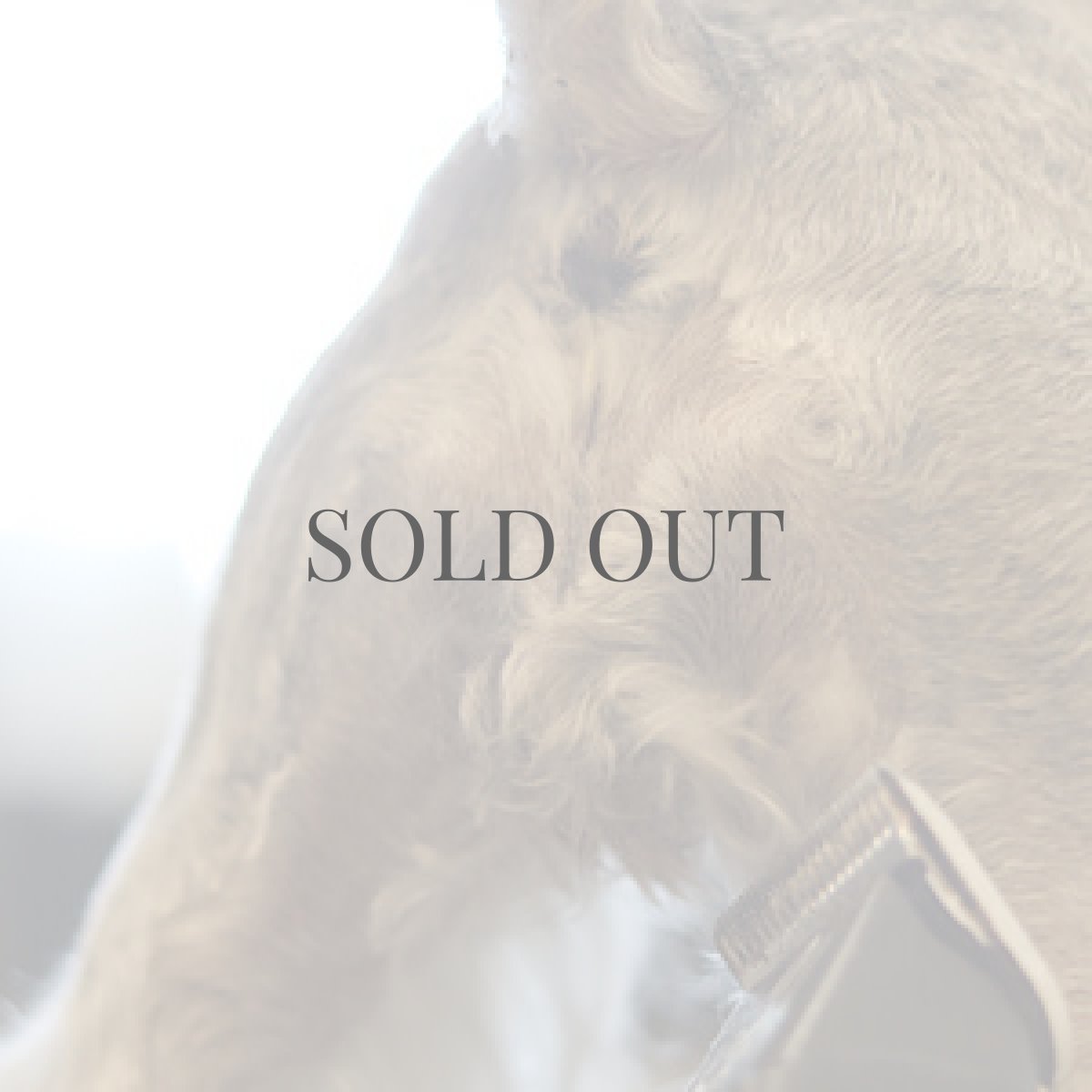 画像3: 【mmsu-ha主催ミニチュアシュナウザーお手入れ講習会申し込みメニュー】 (3)