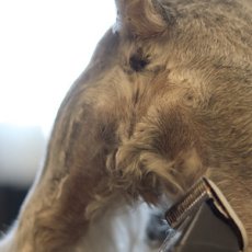 画像3: 【mmsu-ha主催ミニチュアシュナウザーお手入れ講習会申し込みメニュー】 (3)