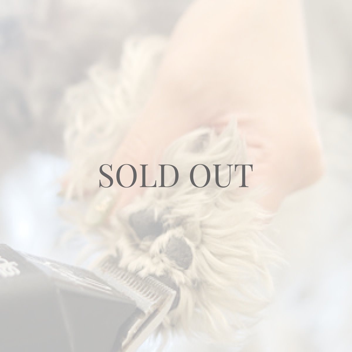 画像4: 【mmsu-ha主催ミニチュアシュナウザーお手入れ講習会申し込みメニュー】 (4)