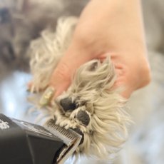 画像4: 【mmsu-ha主催ミニチュアシュナウザーお手入れ講習会申し込みメニュー】 (4)