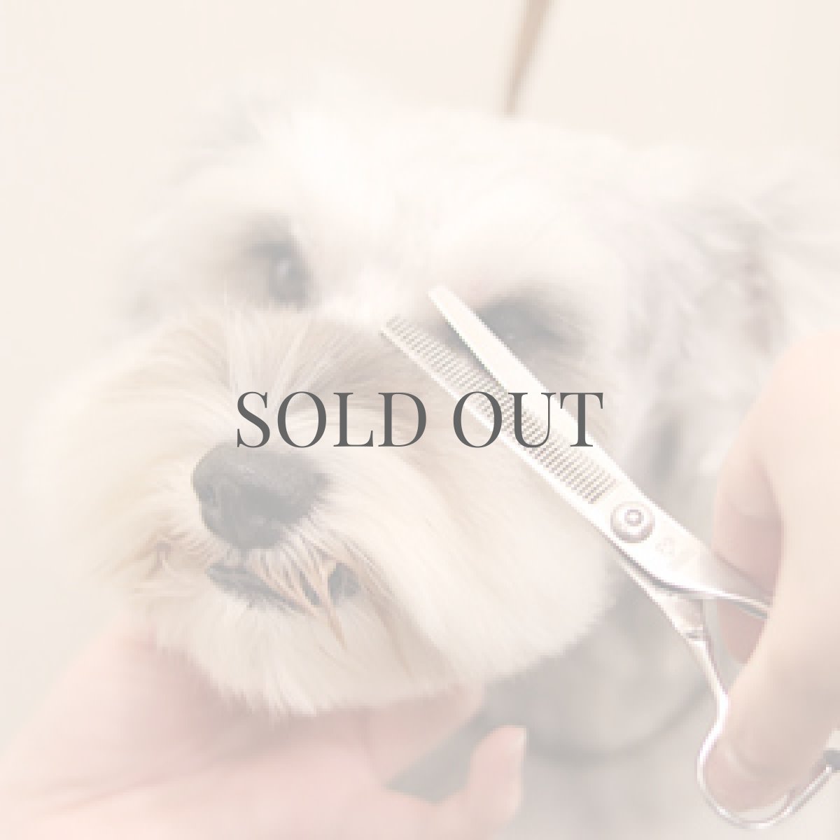 画像2: 【mmsu-ha主催ミニチュアシュナウザーお手入れ講習会申し込みメニュー】 (2)