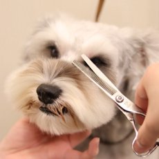 画像2: 【mmsu-ha主催ミニチュアシュナウザーお手入れ講習会申し込みメニュー】 (2)