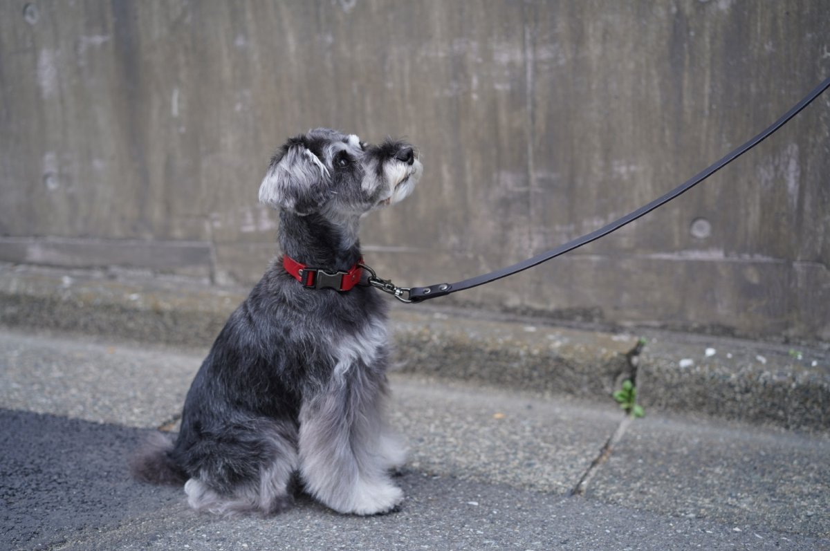 画像28: ONE SIZE COLLAR/ワンサイズカラー【レザーオーダー】 (28)