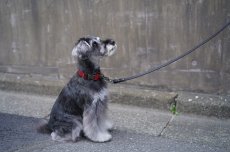 画像13: ONE SIZE COLLAR/ワンサイズカラー【レザーオーダー】 (13)
