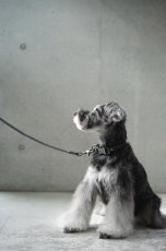 画像31: ONE SIZE COLLAR/ワンサイズカラー【レザーオーダー】 (31)