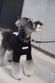 画像5: ONE SIZE COLLAR/ワンサイズカラー【レザーオーダー】 (5)