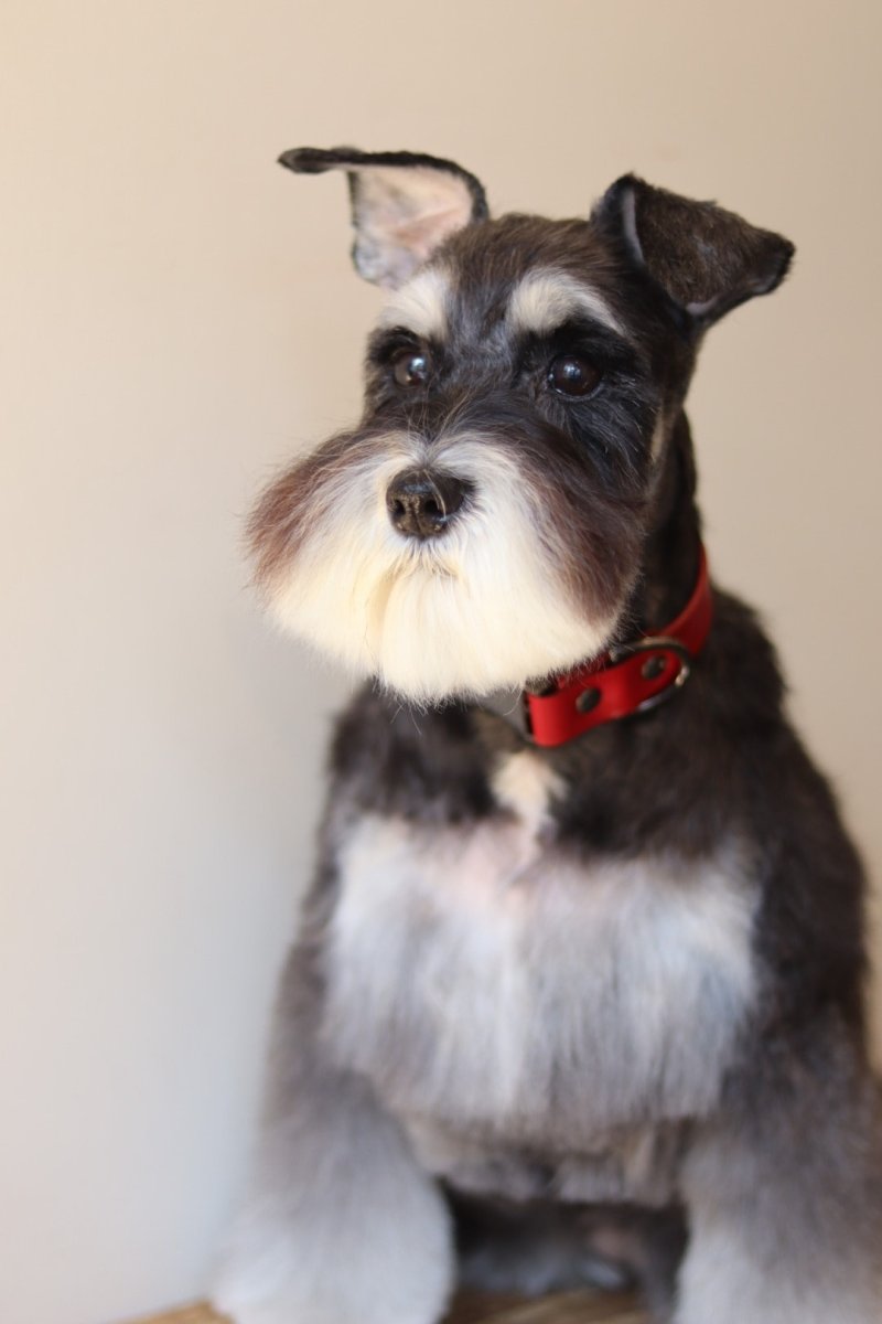 画像6: ONE SIZE COLLAR/ワンサイズカラー【レザーオーダー】 (6)