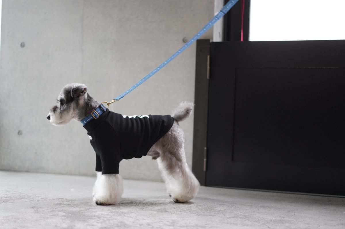 画像2: ロゴ25 首輪・リード/ショルダーリードセット【クロスオーダー】 (2)