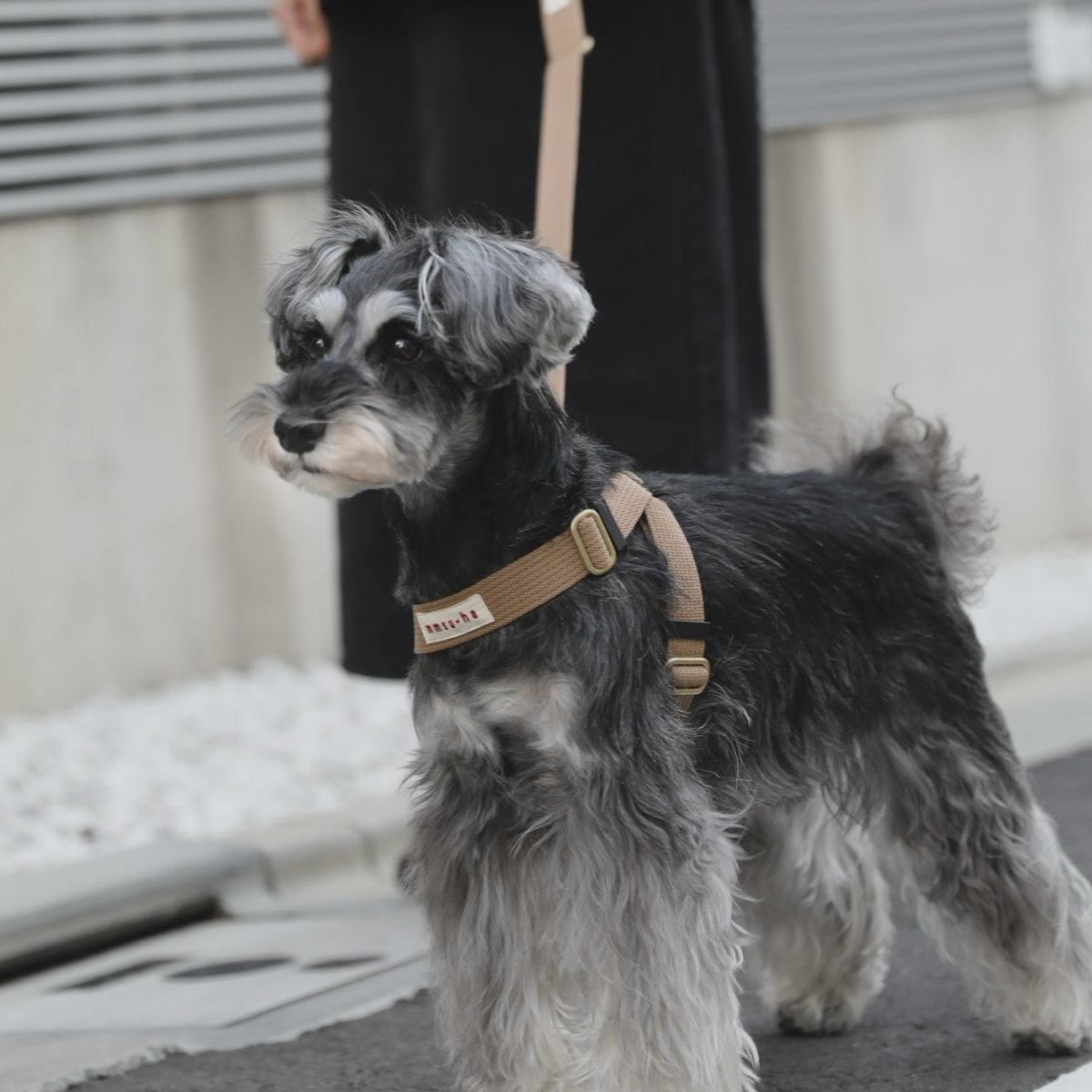 画像1: TAG 25 ハーネス【クロスオーダー】 (1)