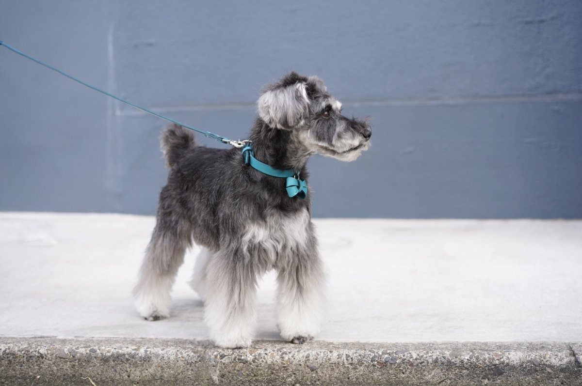 シュナウザー/首輪：ターコイズ/リード:ターコイズ/リボン：ターコイズ/金具色：シルバー