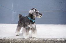 シュナウザー/首輪：ターコイズ/リード:ターコイズ/リボン：ターコイズ/金具色：シルバー