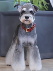 画像4: LEATHER COLLAR【レザーオーダー】 (4)