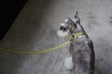 画像3: ロゴ25 首輪・リード/ショルダーリードセット【クロスオーダー】 (3)