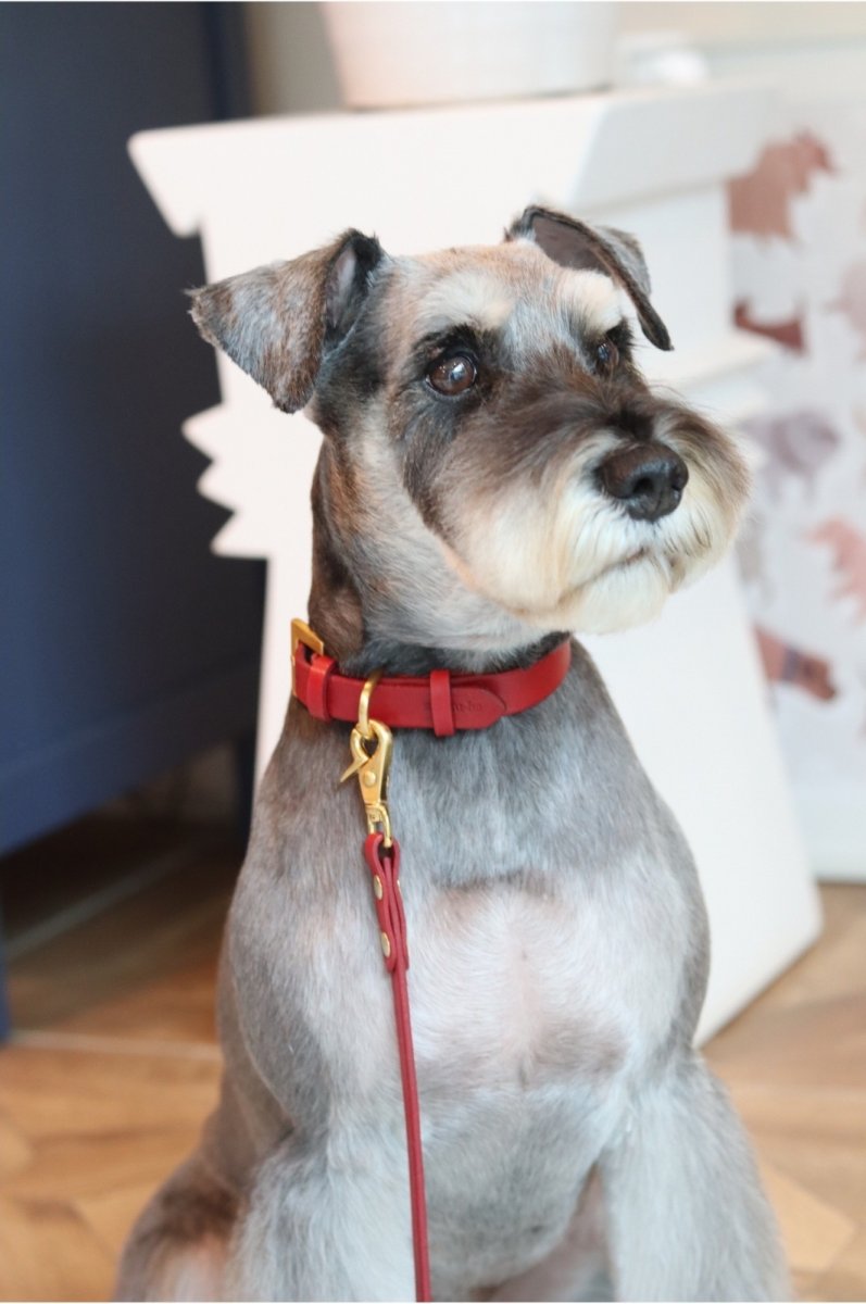 シュナウザー/首輪：レッド/リード：レッド/金具色：ゴールド