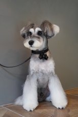 シュナウザー/首輪：ブラック/リード:ブラック/リボン：ブラック/金具色：ブラック