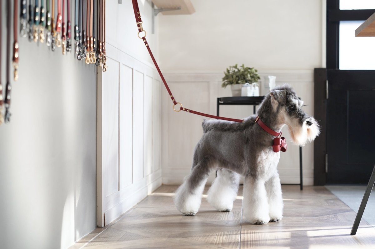 シュナウザー/首輪：レッド/リード：レッド/リボン：レッド/金具色：ゴールド