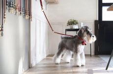 シュナウザー/首輪：レッド/リード：レッド/リボン：レッド/金具色：ゴールド