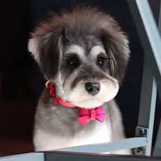 mmsu-haオリジナルレザーフリコリボンカラーカラー/ シュナウザー首輪 /リボンサイズ：NORMAL　リボン色：ピンク　首輪：ピンク　金具色：ゴールド