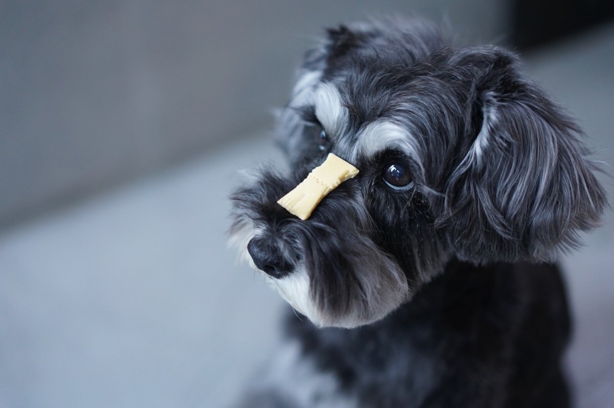 画像9: KATANUKI su-ha kun SET – クッキー抜き型とトリーツ缶(限定デザイン)セット (9)