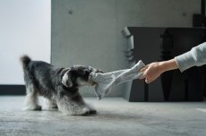 画像13: フワモコ su-ha kun TOY (13)