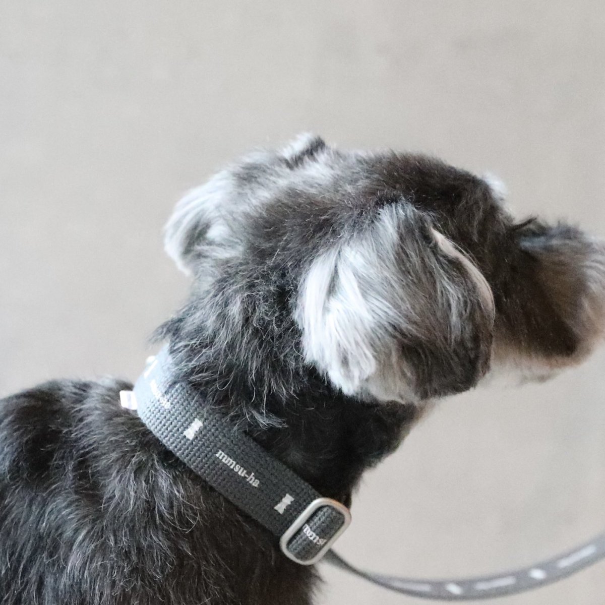 画像1: ロゴ25 カラー/グレー【クロスオーダー】 (1)