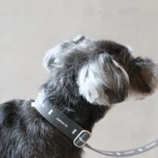 画像1: ロゴ25 カラー/グレー【クロスオーダー】 (1)