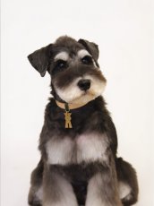 シュナウザー首輪