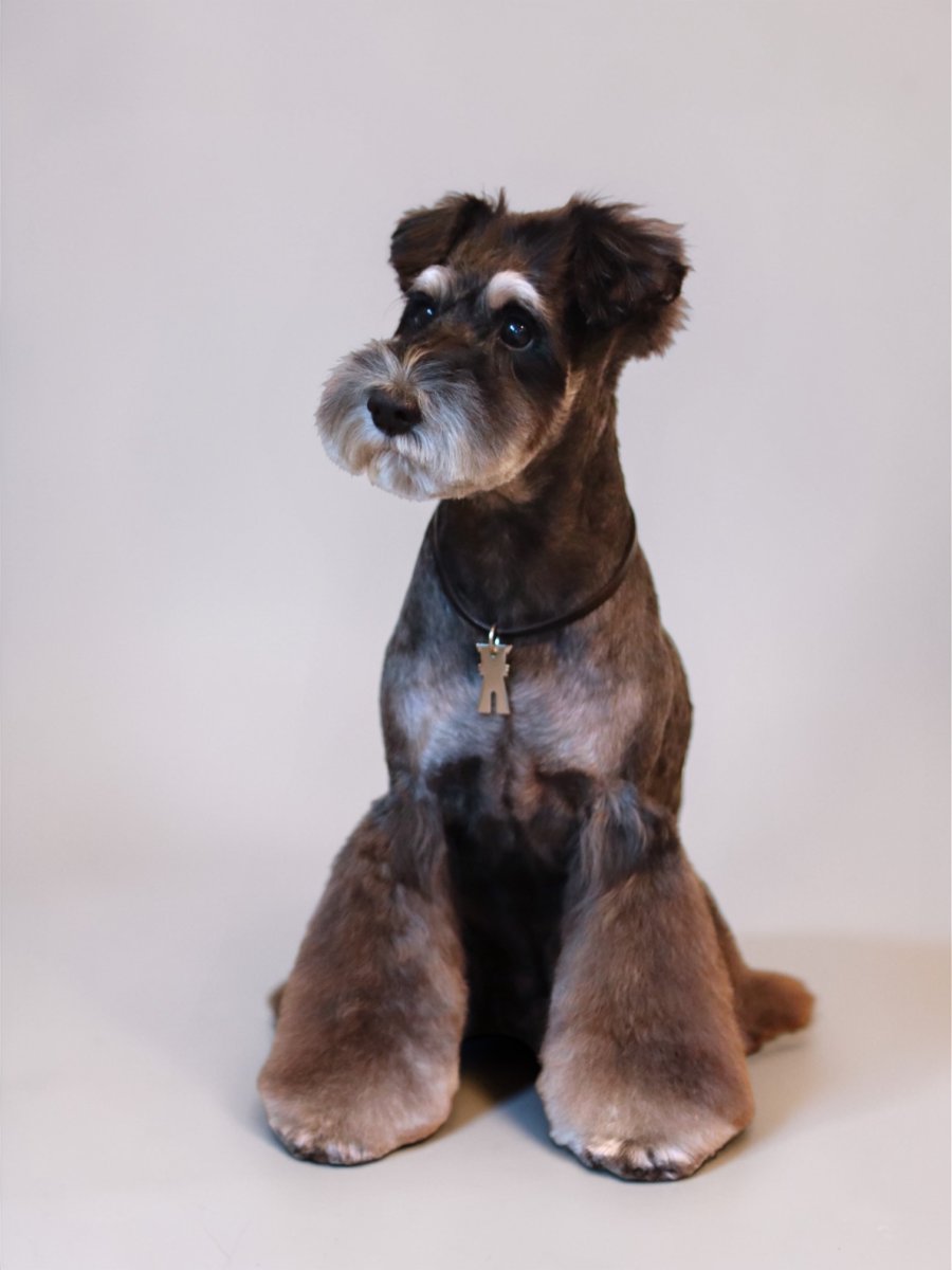 画像11: METAL su-ha kun + NAME COLLAR/迷子札【レザーオーダー】 (11)