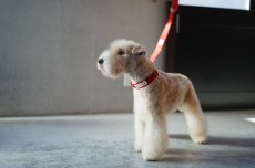 レークランドテリア/mmsu-ha TAG25COLLAR/タグニジュウゴカラー/犬用首輪