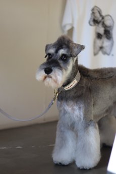 ミニチュアシュナウザーにオススメ/mmsu-ha TAG25COLLAR/タグニジュウゴカラー/犬用首輪