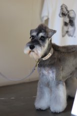 ミニチュアシュナウザーにオススメ/mmsu-ha TAG25COLLAR/タグニジュウゴカラー/犬用首輪