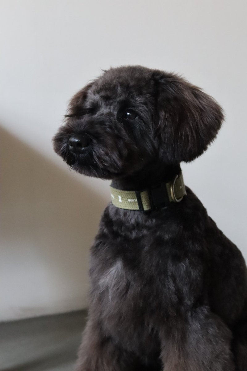 画像2: ロゴ25 カラー【クロスオーダー】 (2)