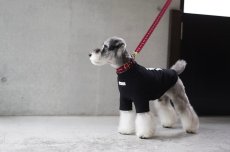 シュナウザー/リード色：ワイン