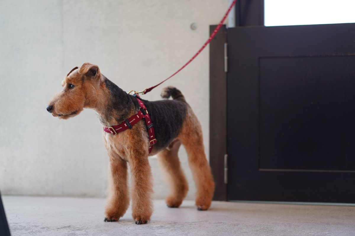 画像2: ロゴ25 ハーネス【クロスオーダー】 (2)