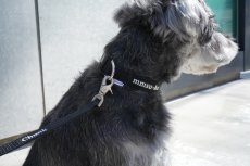 画像3: MY NAME 刺繍 首輪・リードセット【クロスオーダー】 (3)