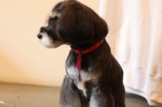 シュナウザー首輪色：オレンジ/レザーsu-ha kun 色：ピンク/ツリカン色：ピンク/金具色：ゴールド